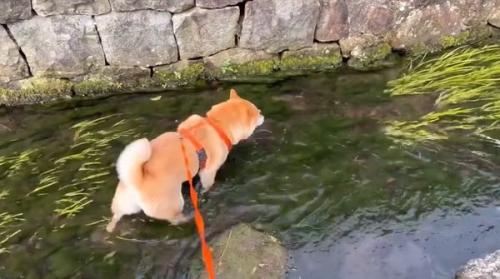 水路に入るわらびちゃん