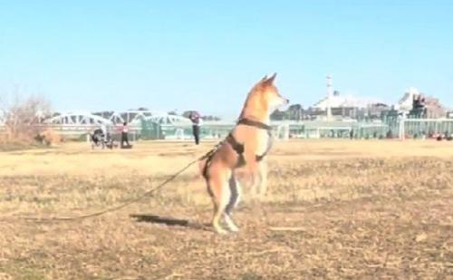 スックと立ち上がり…