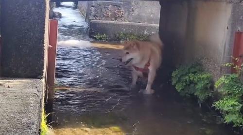 橋の下をくぐるわらびちゃん