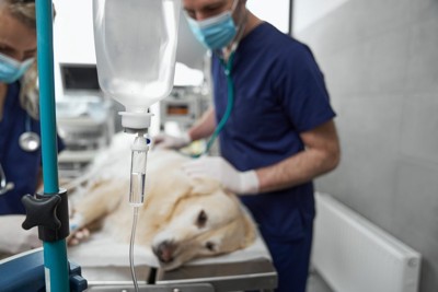 処置される犬