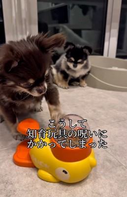 知育玩具にハマったこげまる君