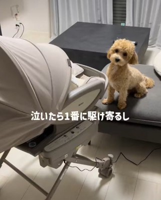 泣いたら飛んでいくよ