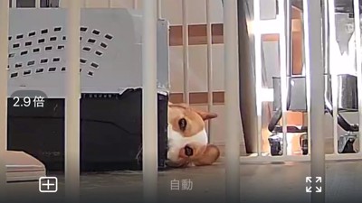コーギー