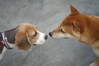 挨拶する犬