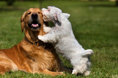 犬の顔にキスする犬