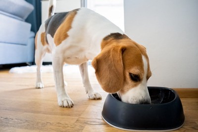 食器からフードを食べている犬