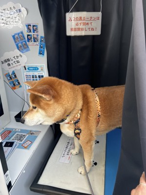 可愛すぎる