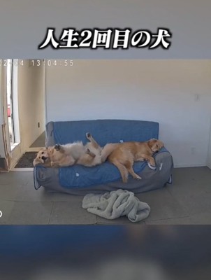 寝ている2匹の犬1