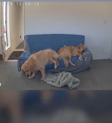 落ちる犬1