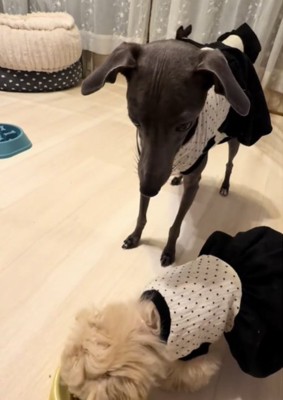 見つめる犬5