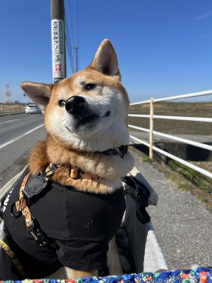 見返り