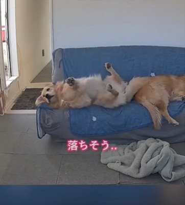 背伸びをする犬