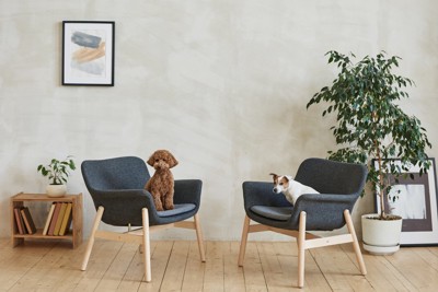 リビングにいる2匹の犬