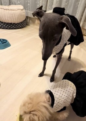 見つめる犬6