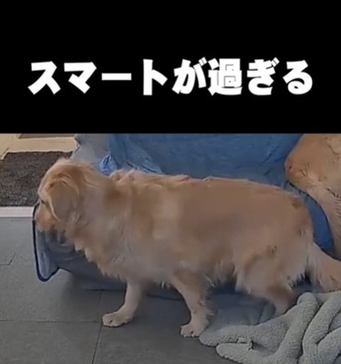着地する犬
