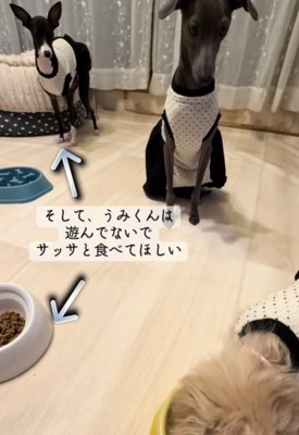 遊ぶ犬2