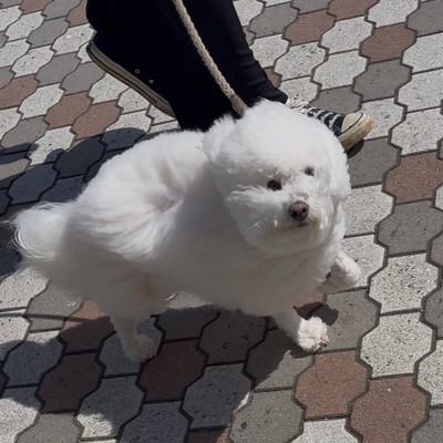 ビション