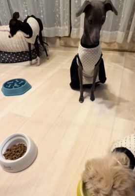 見つめる犬4