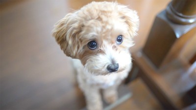 上目遣いの犬