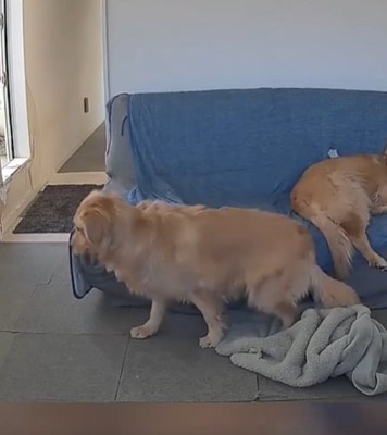 落ちる犬2