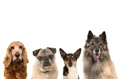 4頭のシニア犬が並んでいる光景