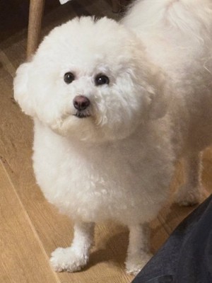 飼い主