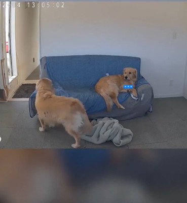 見つめ合う犬