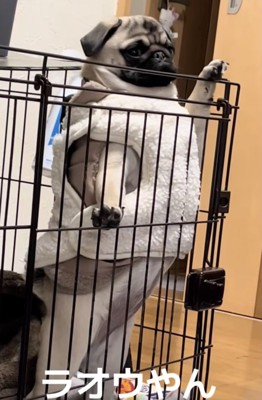 チラッ