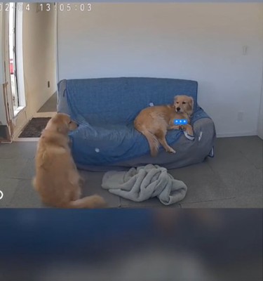見つめる犬2