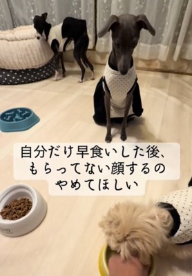 見つめる犬3
