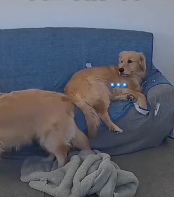 見つめる犬1