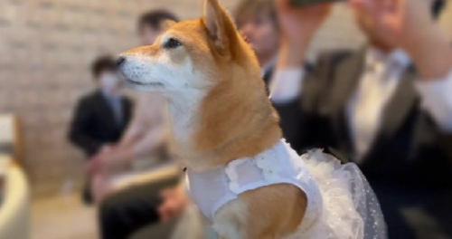 結婚式に参加したおみそちゃん