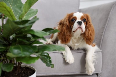 植物越しの犬