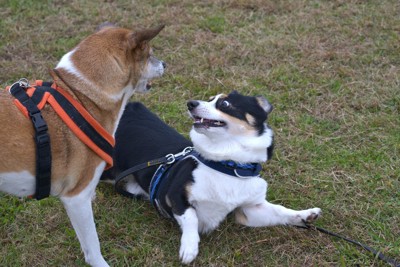 威嚇する茶犬、驚く黒犬