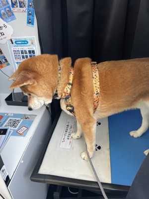 オフショット