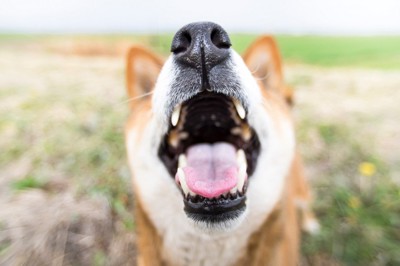 犬の口腔のアップ