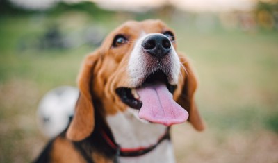 口を開けて嬉しそうな表情を浮かべる犬