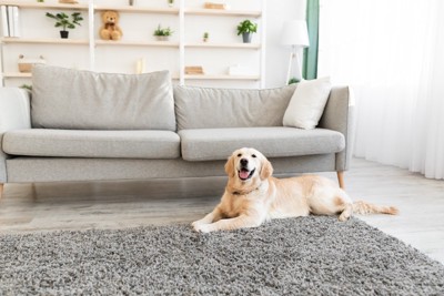 穏やかに部屋でくつろぐ犬