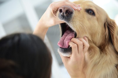 人に口を開けられてチェックされている犬