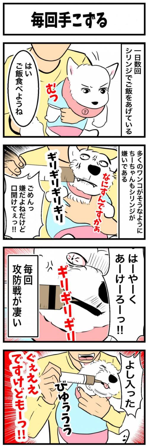 ちーちゃんですけどもっ【第354 話】　1