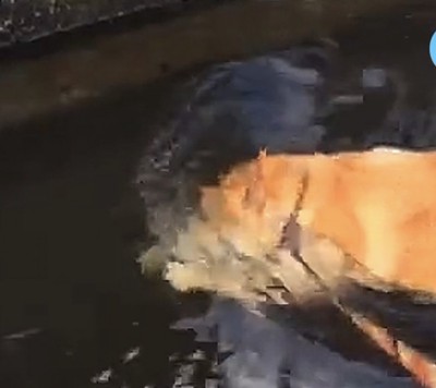 顔ごと潜る犬