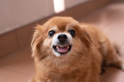 威嚇、茶の犬