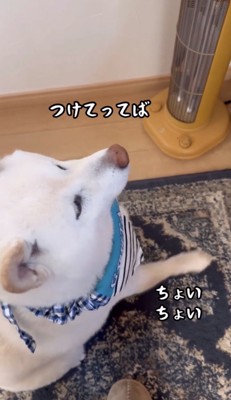 前脚を上げる犬