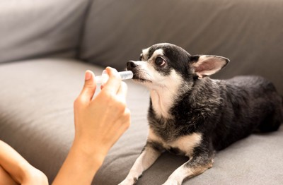 シリンジで薬を飲んでいるチワワ