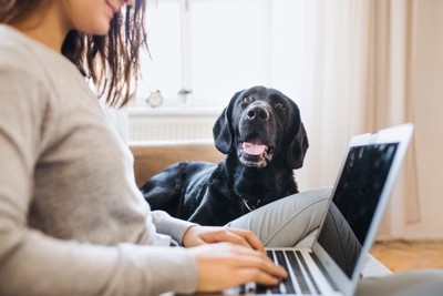 隣で見ている黒い犬