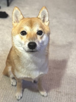 飼い主