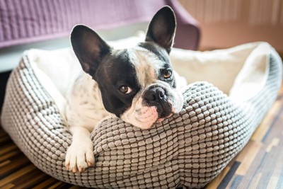 犬用ベッドで寛ぐ犬