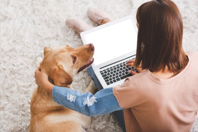見つめる犬、PC作業