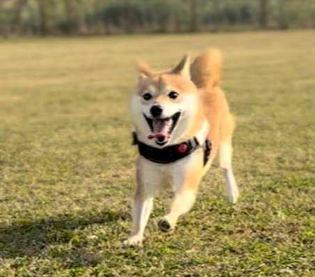 ニコニコ