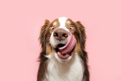 舌なめずりする犬